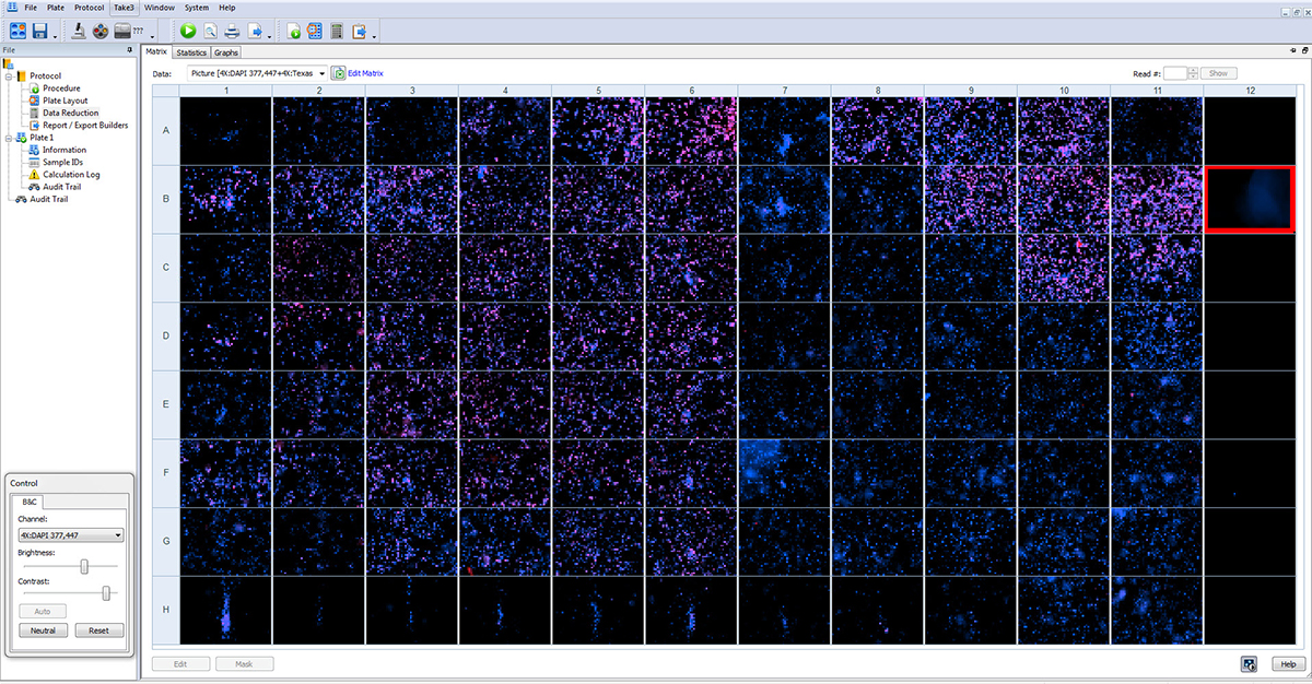 Matrix view of cells imaged in a 96-well microplate with Cytation Cell Imaging Reader